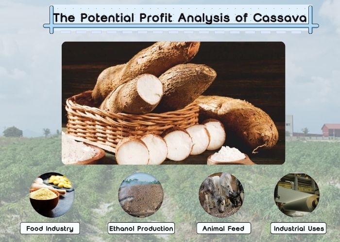 cassava value