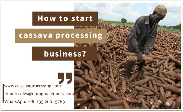 cassava planting
