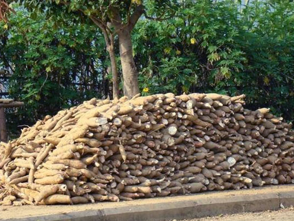 How to Make Money through Planting and Processing Cassava?
