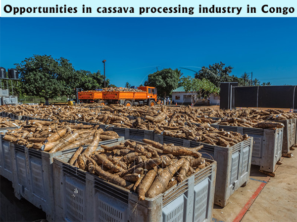 Opportunities in cassava processing industry in Congo